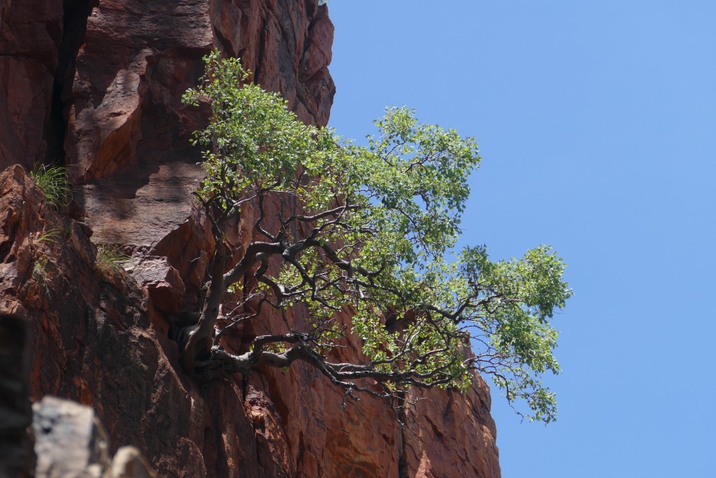 Tree, above Berkeley River 