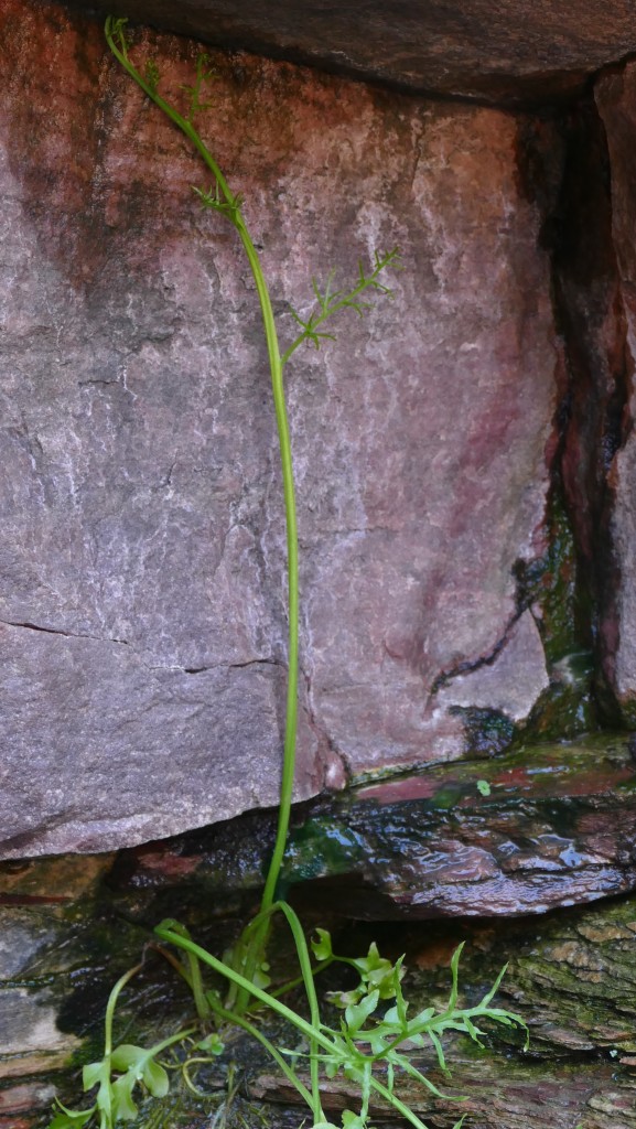 A few metres from waterfall's base, Berkeley River