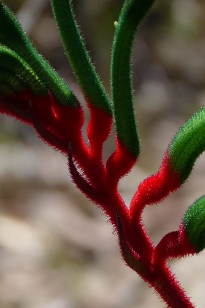 Kangaroo paw. (detail - "natural Velcro") Copyright Doug Spencer