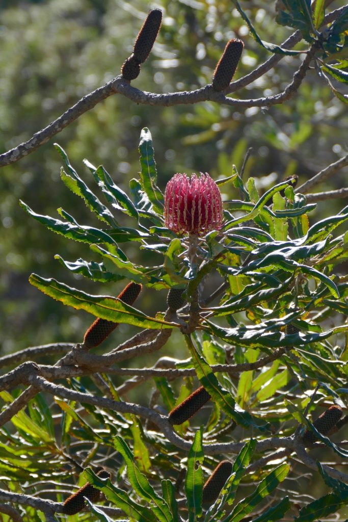 Firewood Banksia, Bold Park. All photos copyright Doug Spencer 