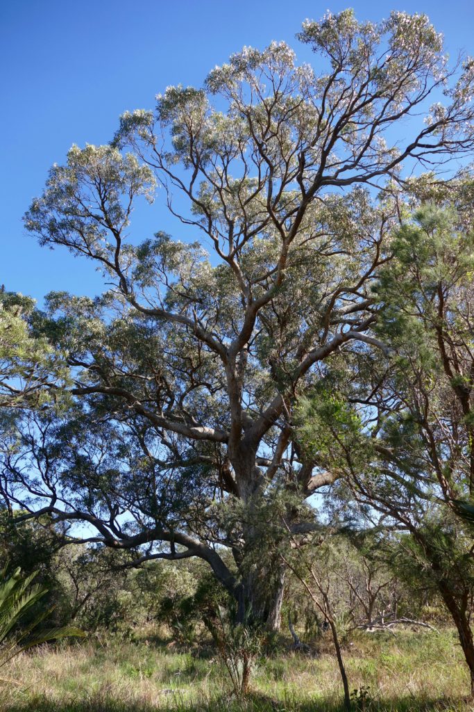 Tuart, Bold Park, Perth. Copyright Doug Spencer 