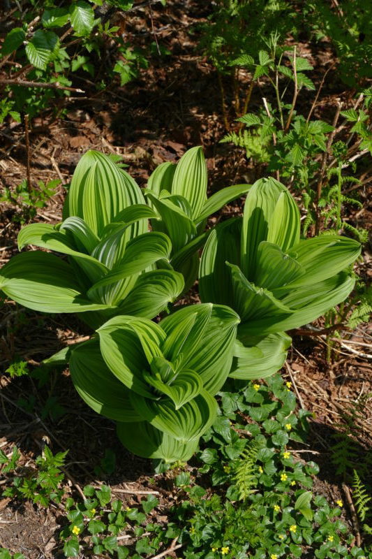 A western skunk cabbage? All photos copyright Doug Spencer 