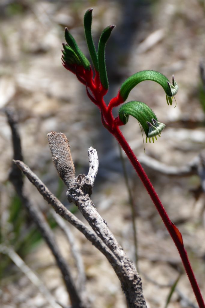 Kangaroo Paw (and Banksia). Copyright Doug Spencer