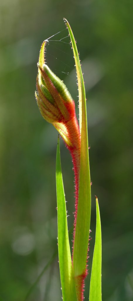 Kangaroo Paw, before it fully blooms. Copyright Doug Spencer