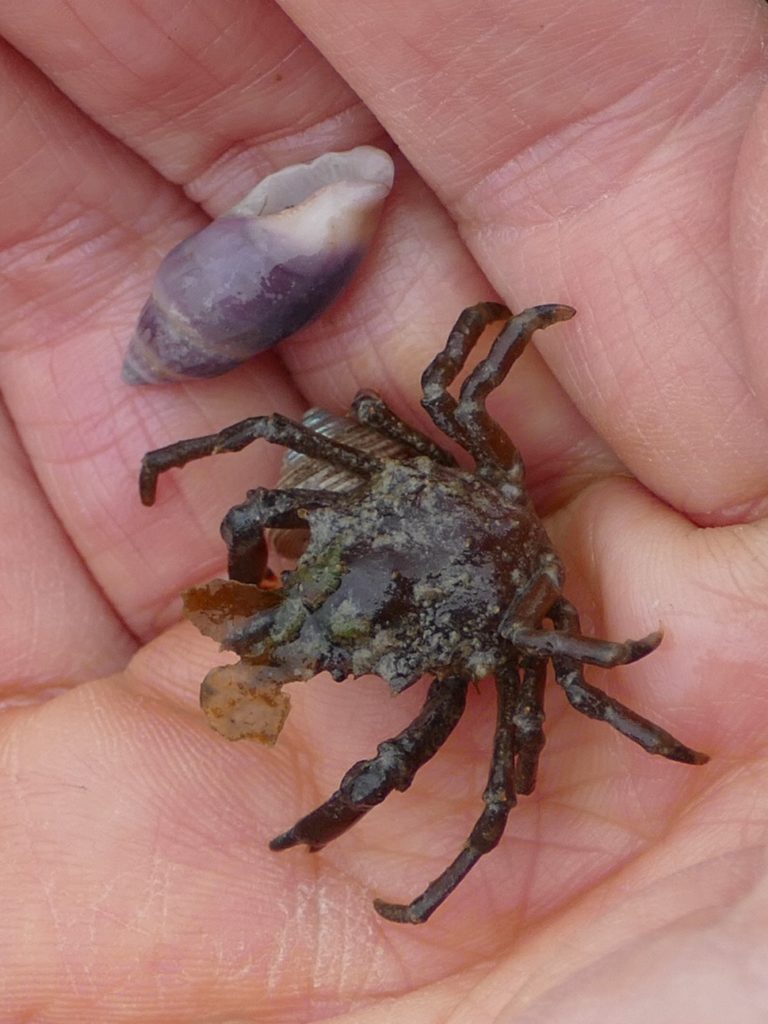 Decorator Crab; location to be divulged, later. Copyright Doug Spencer.