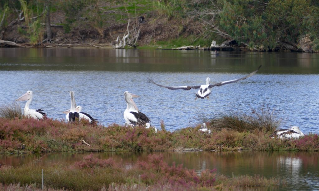 Pelicans, off the Peninsula,Maylands. Copyright Doug Spencer 