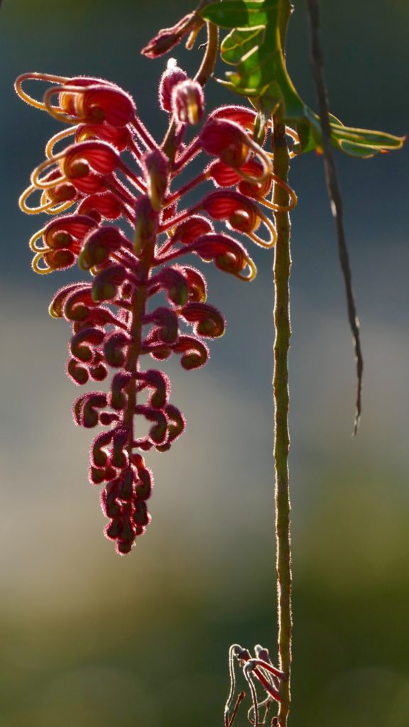 Grevillea, directly in front of late afternoon sun. All photos copyright Doug Spencer.