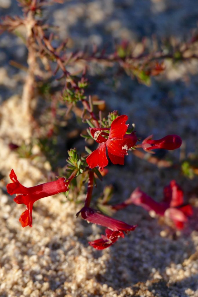 A member of the Dampiera genus, I think. As you can see from the sand grains, each flower is small