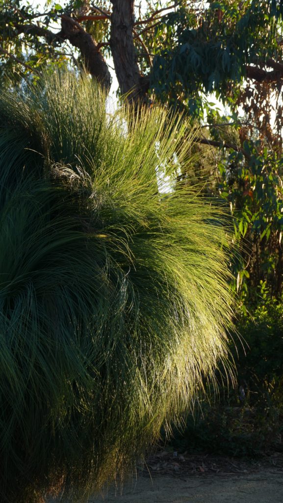 Xanthorrhoea (grass tree)