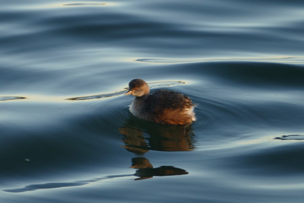 Australasian grebe on a winter's day, Lake Monger. All photos are copyright Doug Spencer.