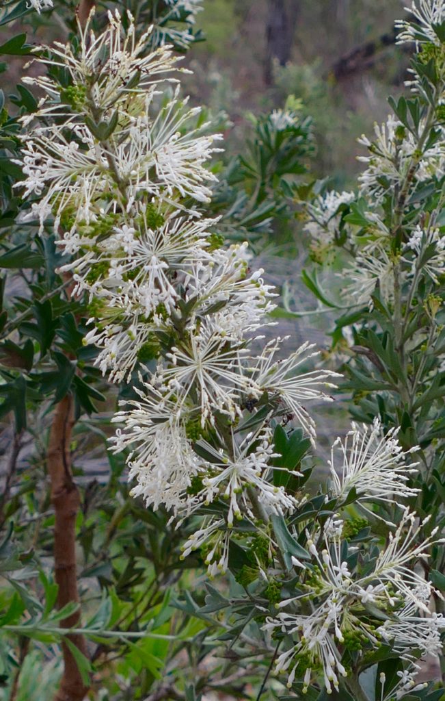 A hakea, I think. Kings park, July 2016. Copyright Doug Spencer.