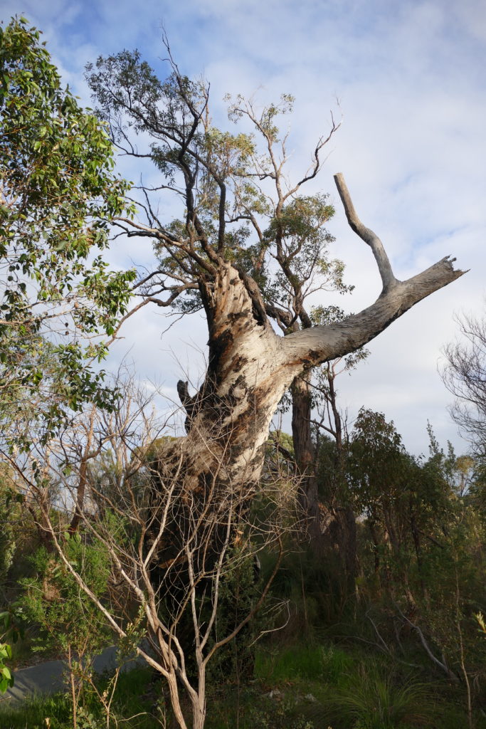 A venerable, dead tree's stump, with a more slender, living tree behind it.