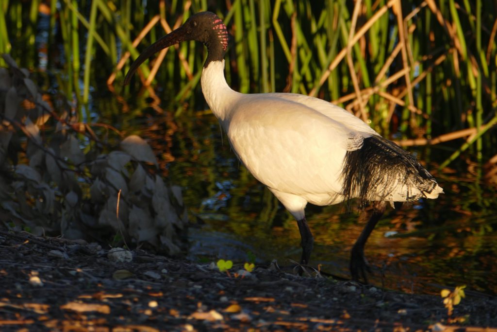 Ibis, Lake Monger's northern shore, late on a winter's day.