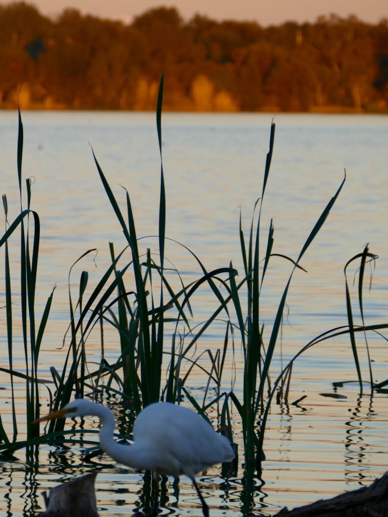 Egret, Lake Monger's western shore, late afternoon in winter.
