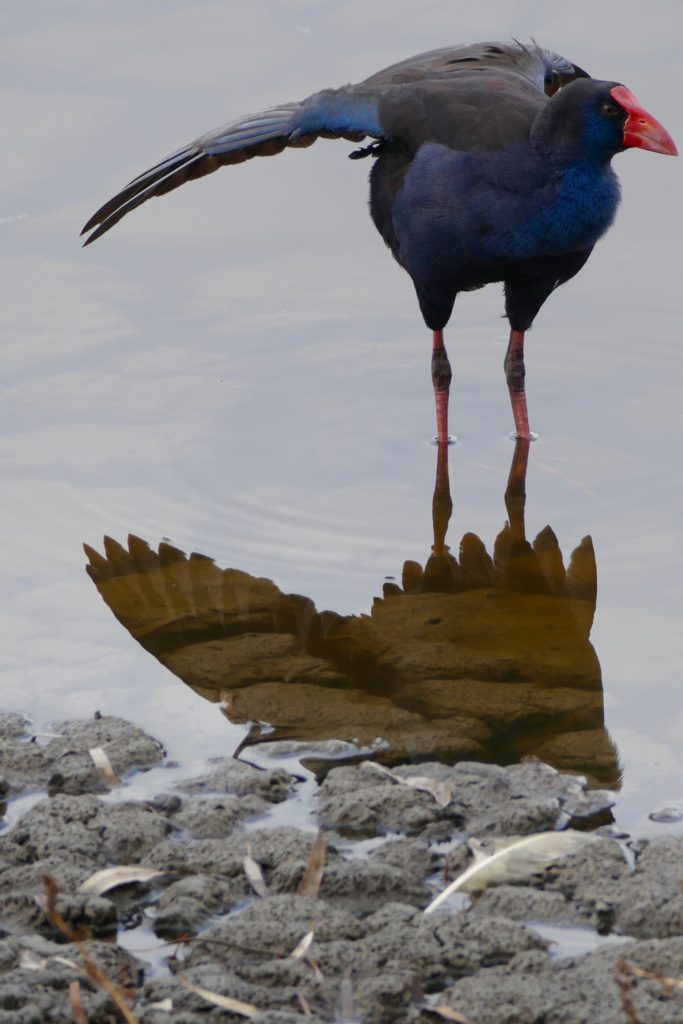 Australasian purple coot on a nearly-dry Lake Claremont, early May 2016.