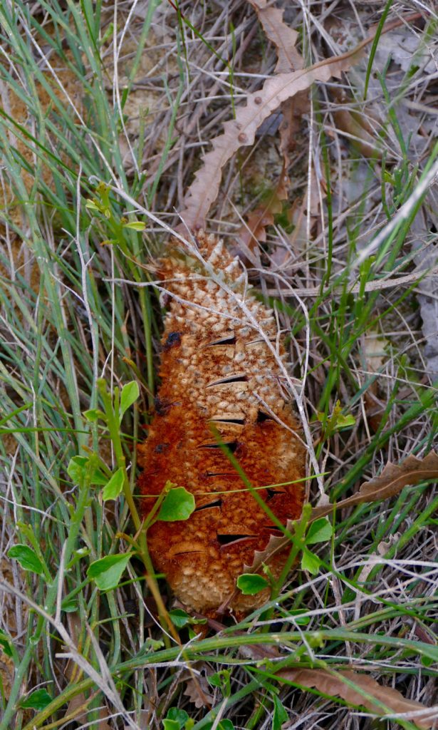Banksia cone & leaves - both fallen to ground, with winter growth around them.