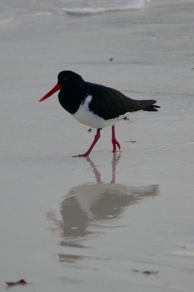 Pied oystercatcher, Rottnest Island, winter 2016. All photos copyright Doug Spencer.