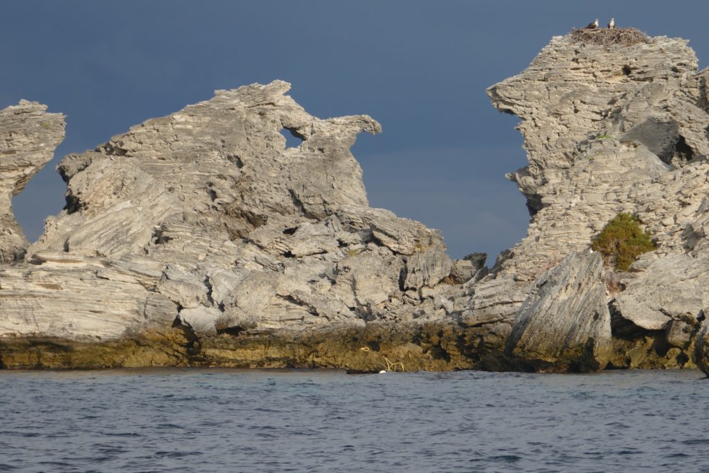 Ospreys on nest, Henrietta Rocks, Rottnest Island.