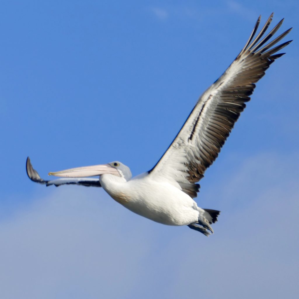 Same pelican as featured image; this taken a second earlier. All photos copyright Doug Spencer.