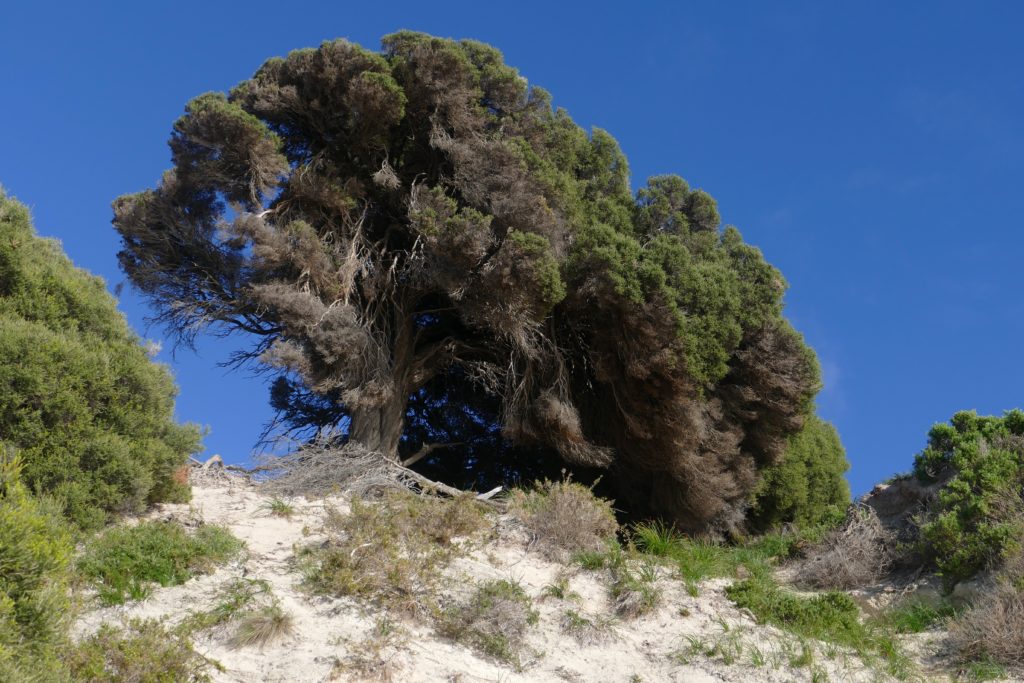 Tea Tree, Porpoise Bay