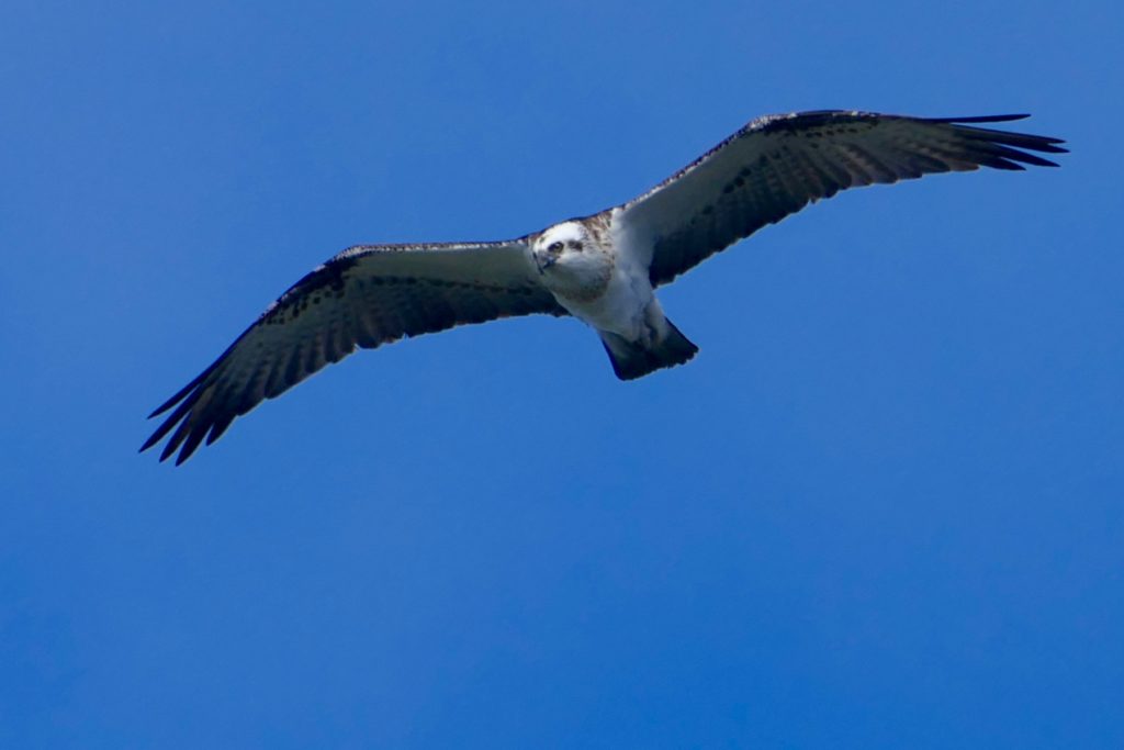 Osprey, above Porpoise Bay