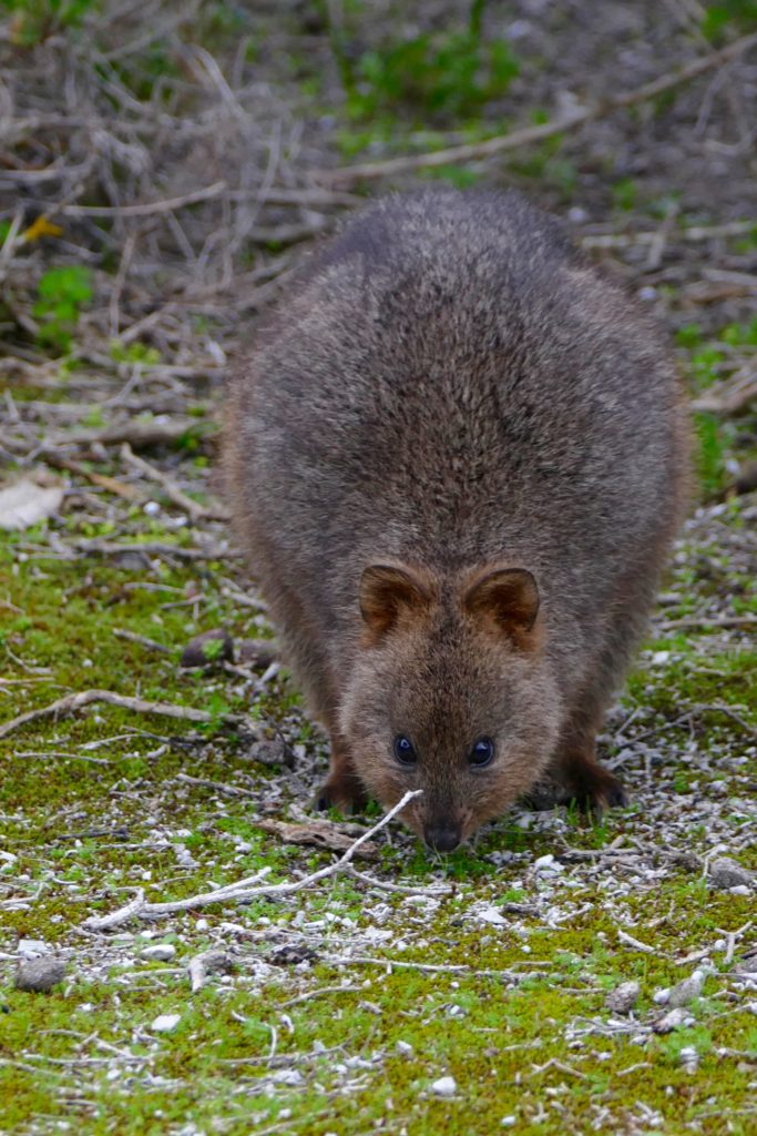 This quokka has an uncommonly healthy pelt. All photos copyright Doug Spencer.