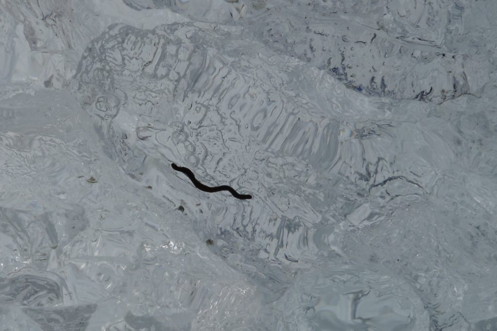 Ice worm, Reid Glacier. All photos copyright Doug Spencer.