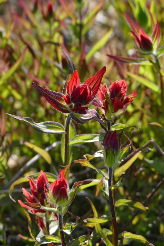 Common red paintbrush. What present as "flowers" are in fact leaves. The actual flowers - which the faux-flowers shield - are green.