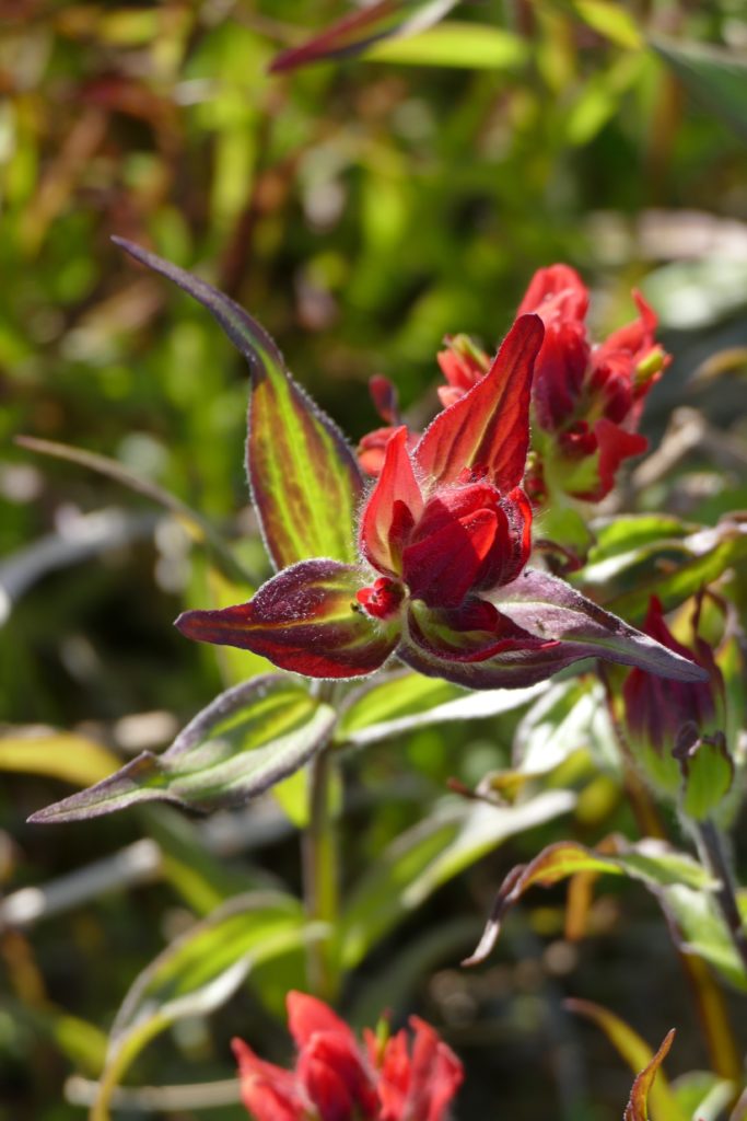 Common red paintbrush, a short walk away from Reid Glacier. All photos copyright Doug Spencer.