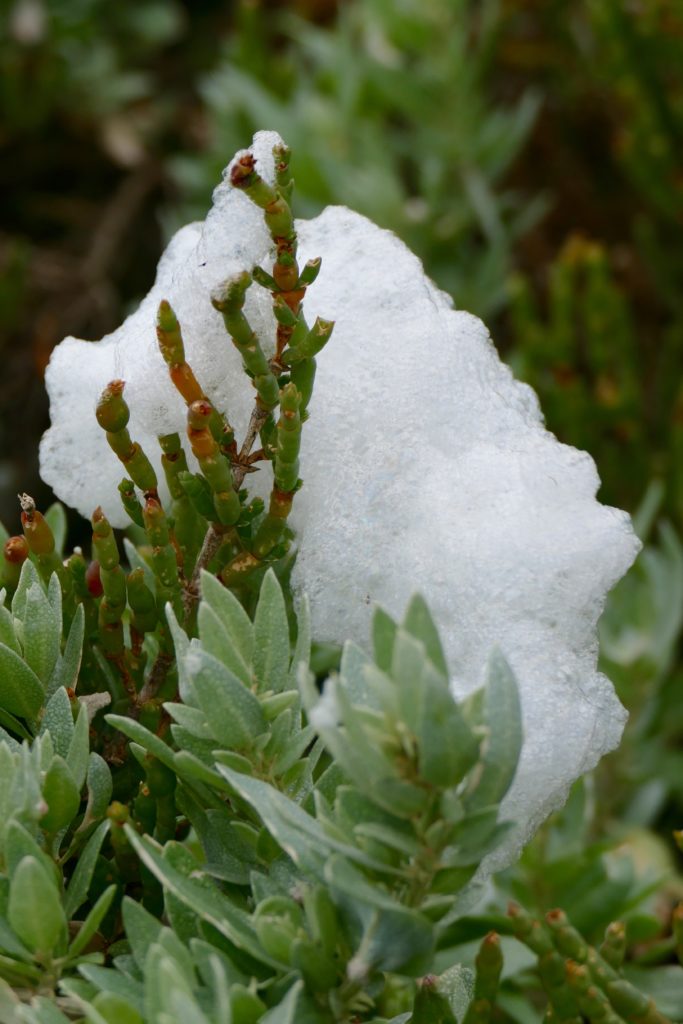 Samphire, embraced by entirely natural foam.