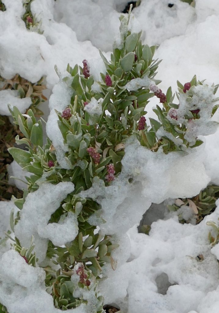 Wind-whipped foam - entirely natural, benign - is oft-seen on and near shores of Rottnest's lakes.