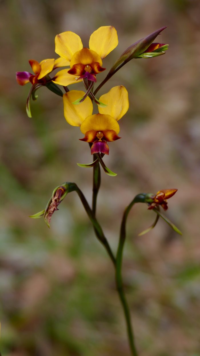 Donkey orchid, Wireless Hill, August 30, 2016. All photos copyright Doug Spencer.