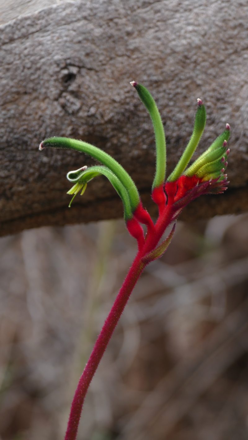 Kangaroo Paw with Banksia trunk behind it, August 30, 2016.