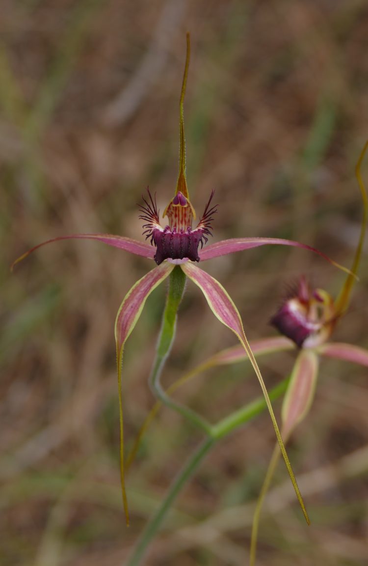 Spider orchid, Wireless Hill, August 30, 2016. All photos copyright Doug Spencer.