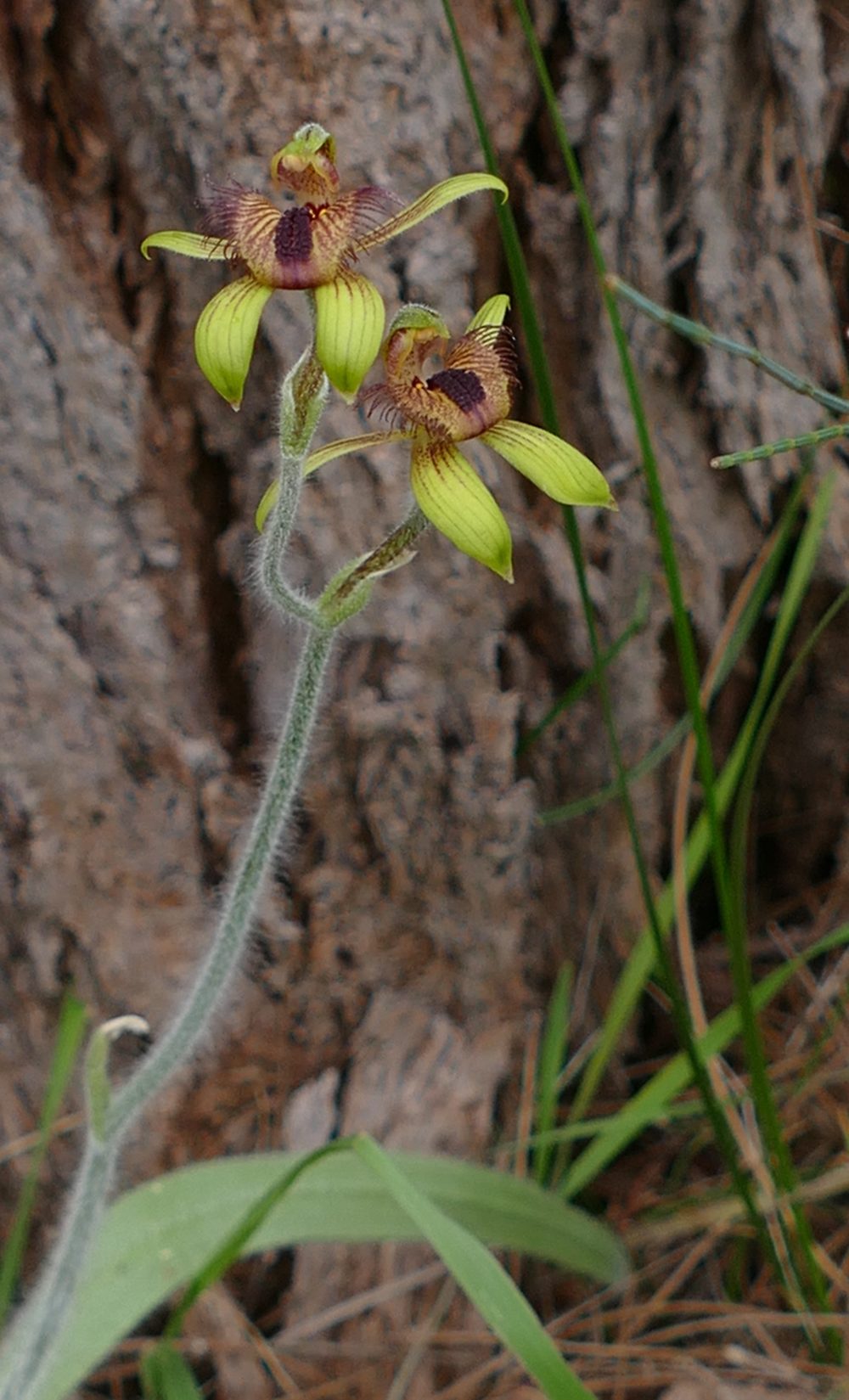 Dancing orchids - petite - on Wireless Hill, August 30, 2016. All photos copyright Doug Spencer.