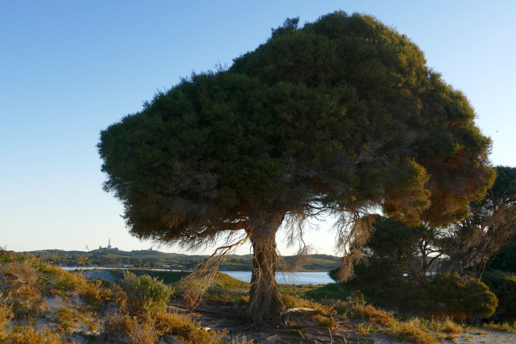 Rottnest Tea Trea. All photos copyright Doug Spencer.