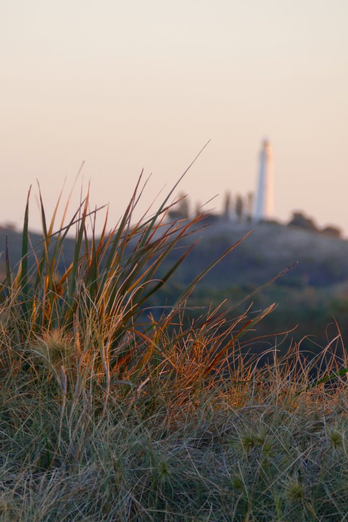 Dune vegetation, above Parakeet Bay, looking inland to Wadjemup Lighthouse 
