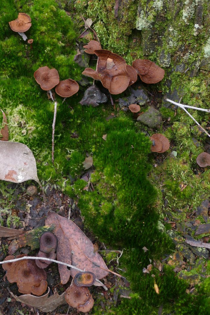 Where old tree's trunk meets forest floor, early September 2016