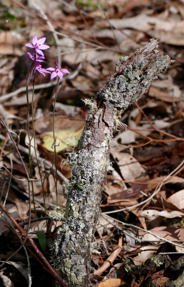 Pink Lady orchids, lichen, fallen leaves. All photos copyright Doug Spencer 