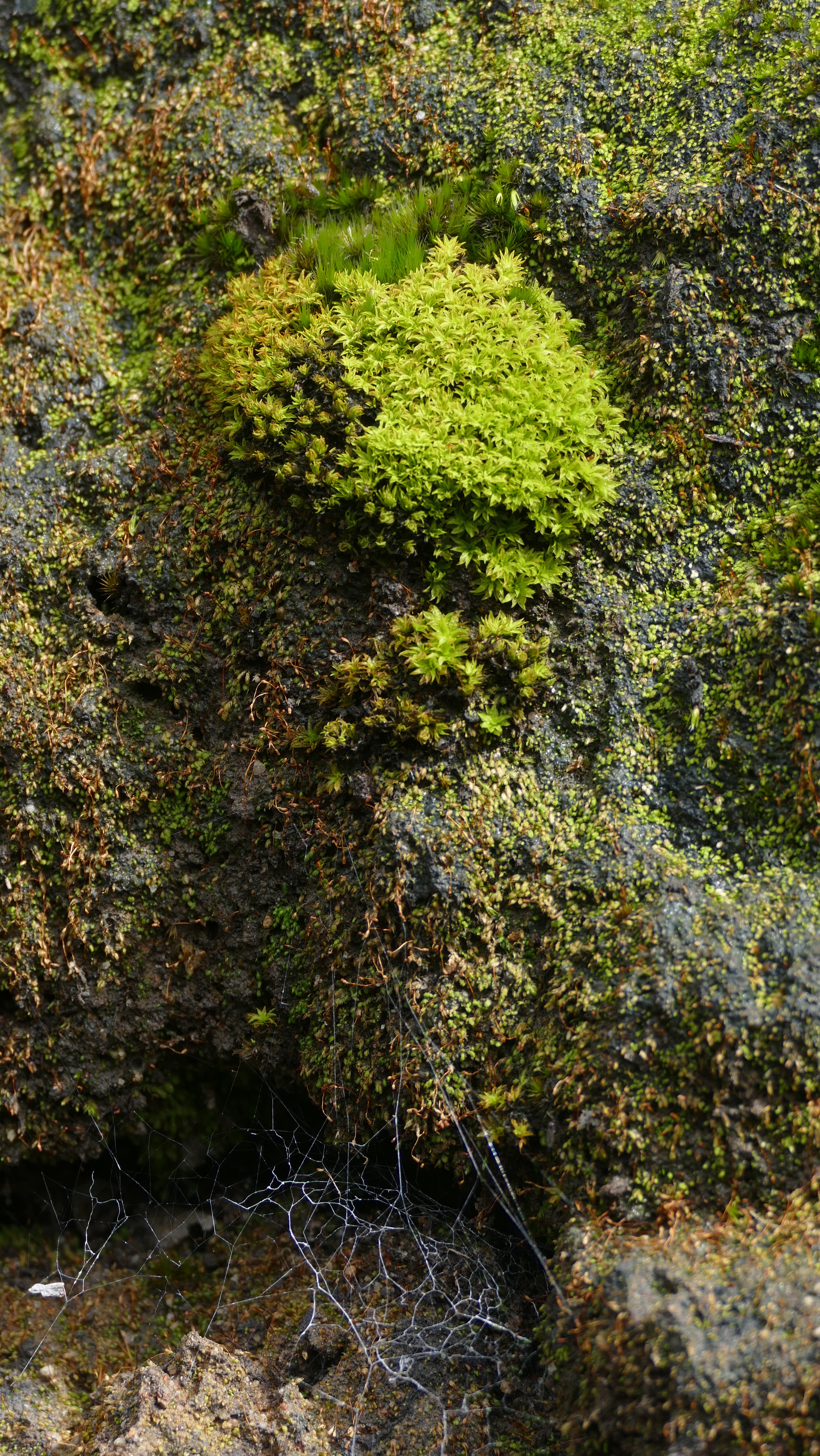 Mosses, mostly...on a decaying, abandoned termite mound. 