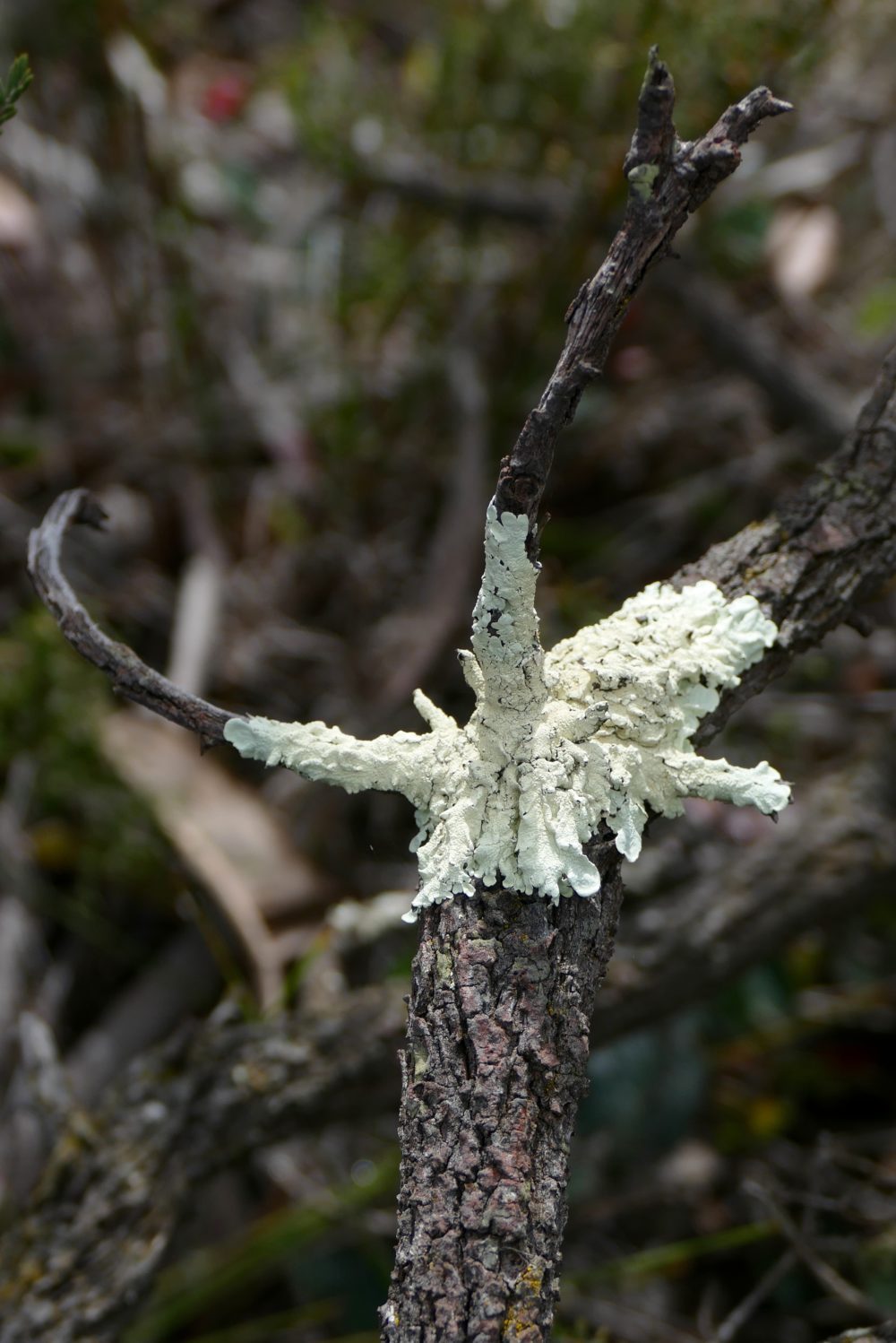 Lichen, early September 2016, off Gnowellen Rd. All photos copyright Doug Spencer.