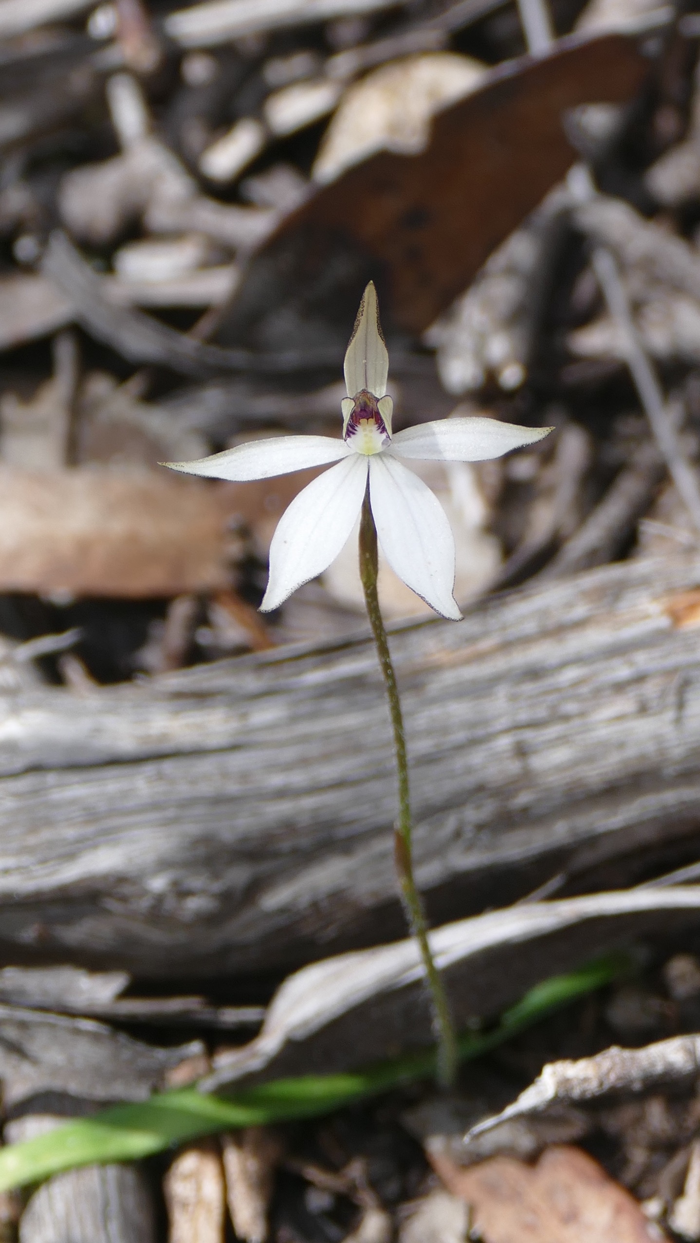 A tiny orchid, off Gnowellen Rd, early September, 2016. 