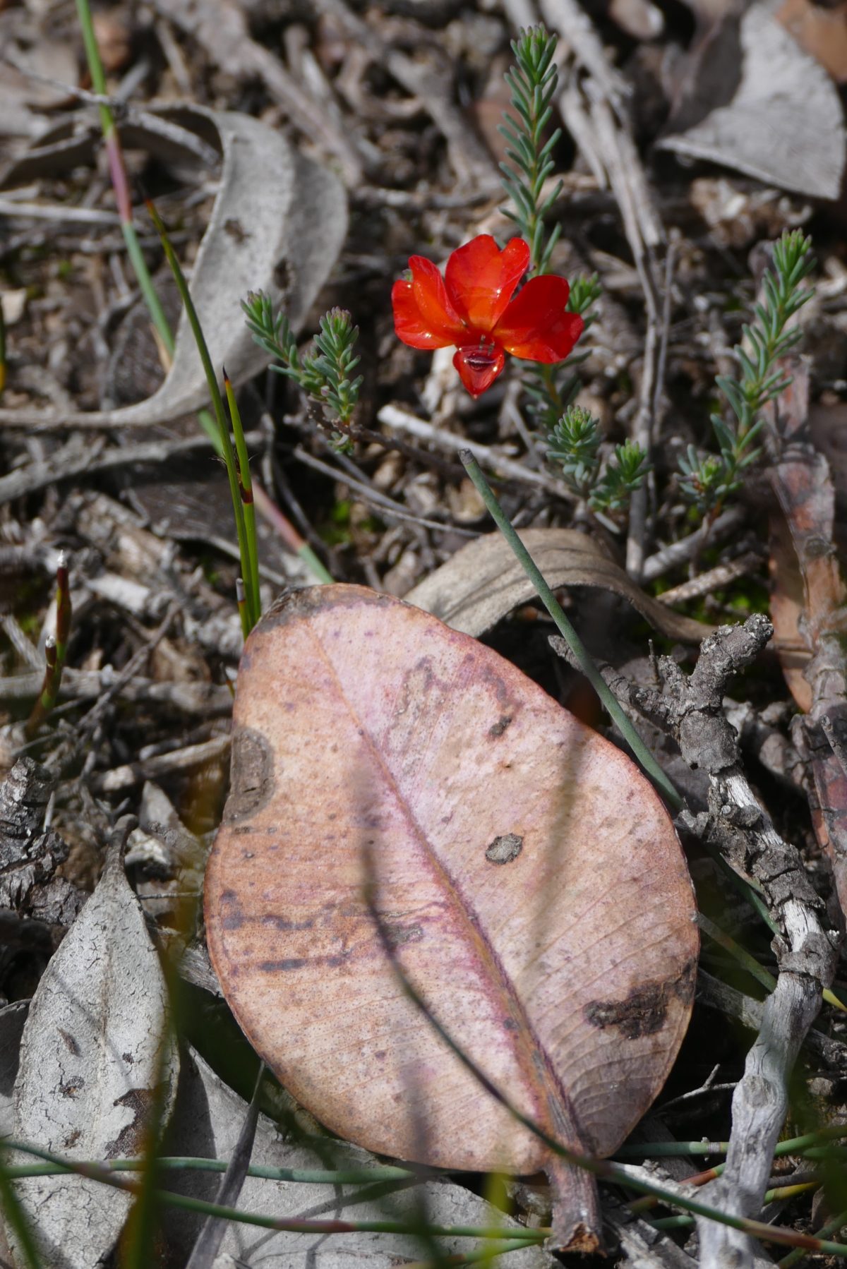 Red Leschenaultia and eucalypt leaves. All photos copyright Doug Spencer.