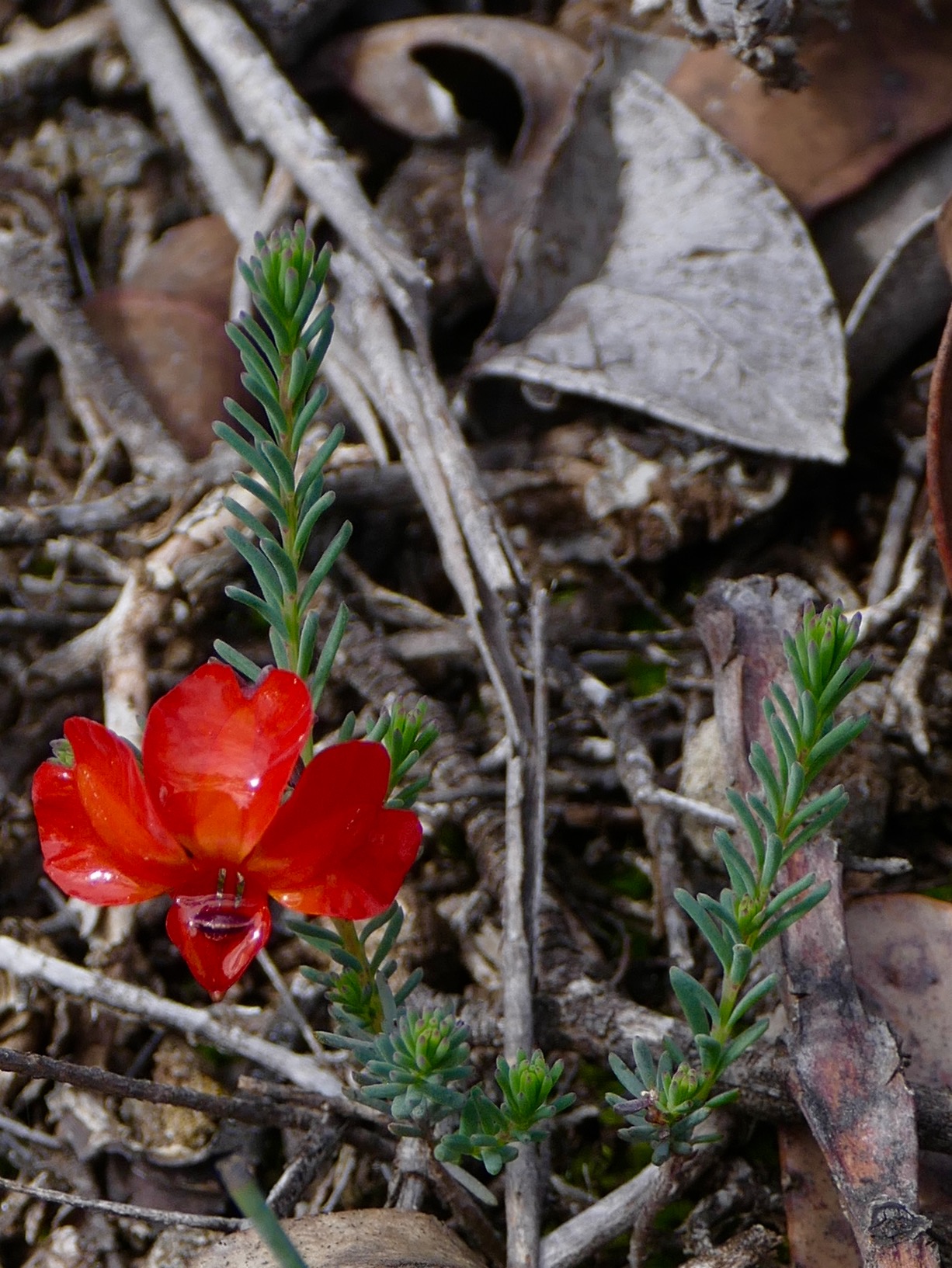 Same red Leschenaultia, closer view.