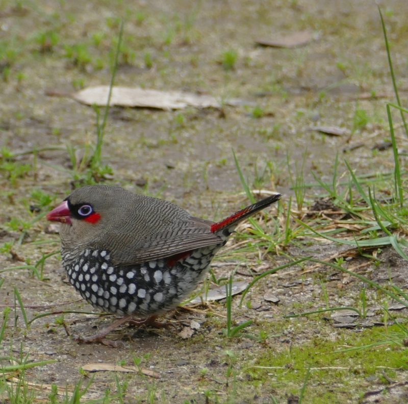 Red-eared firetail finch, near Torbay. Copyright Doug Spencer.