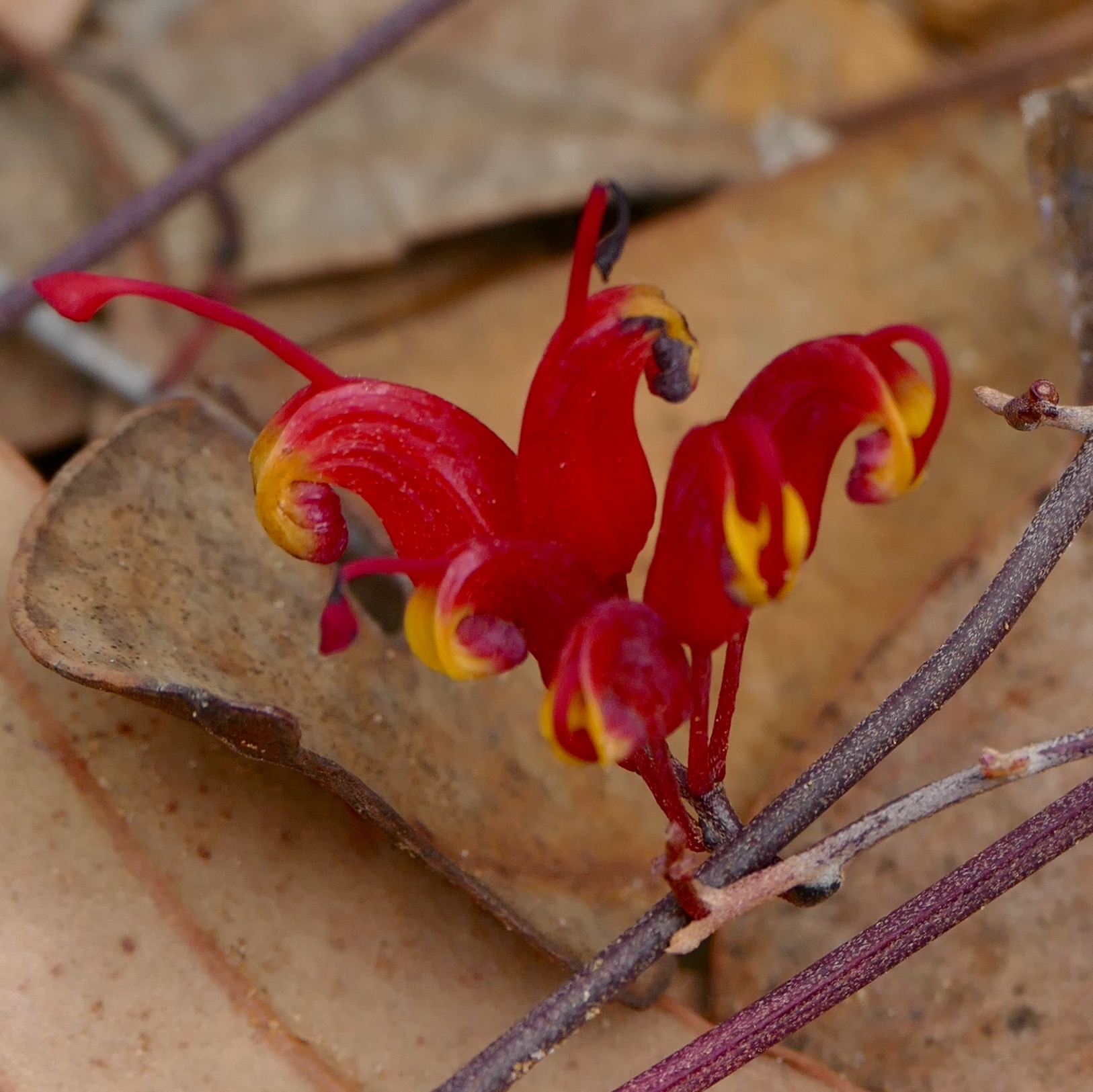 closer view, same species of petite, prostrate grevillea...I think.