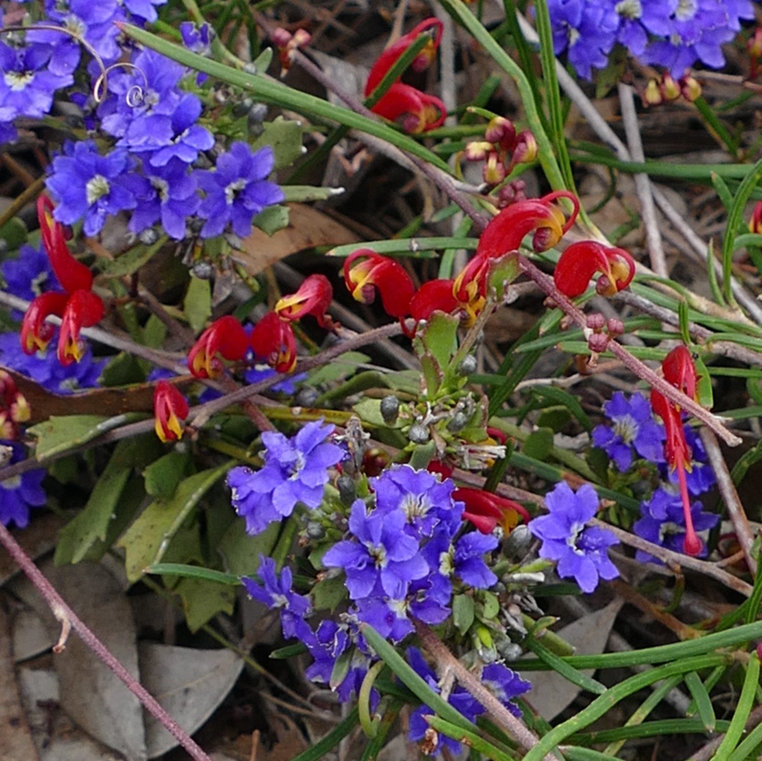 Entwined, off Gnowellen Rd - blue Leschenaultia and what I think is a petite, prostrate grevillea. All photos copyright Doug Spencer.