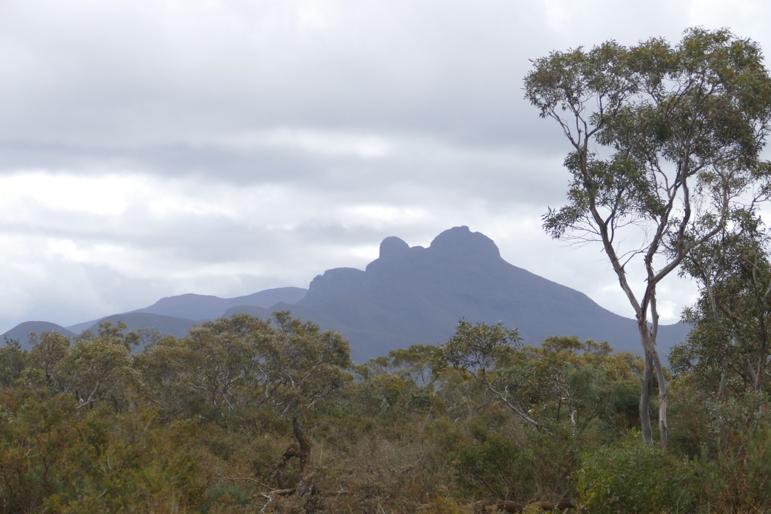 Eastern (Ellen Peak) end of Stirling Range, viewed from Gnowellen Rd.