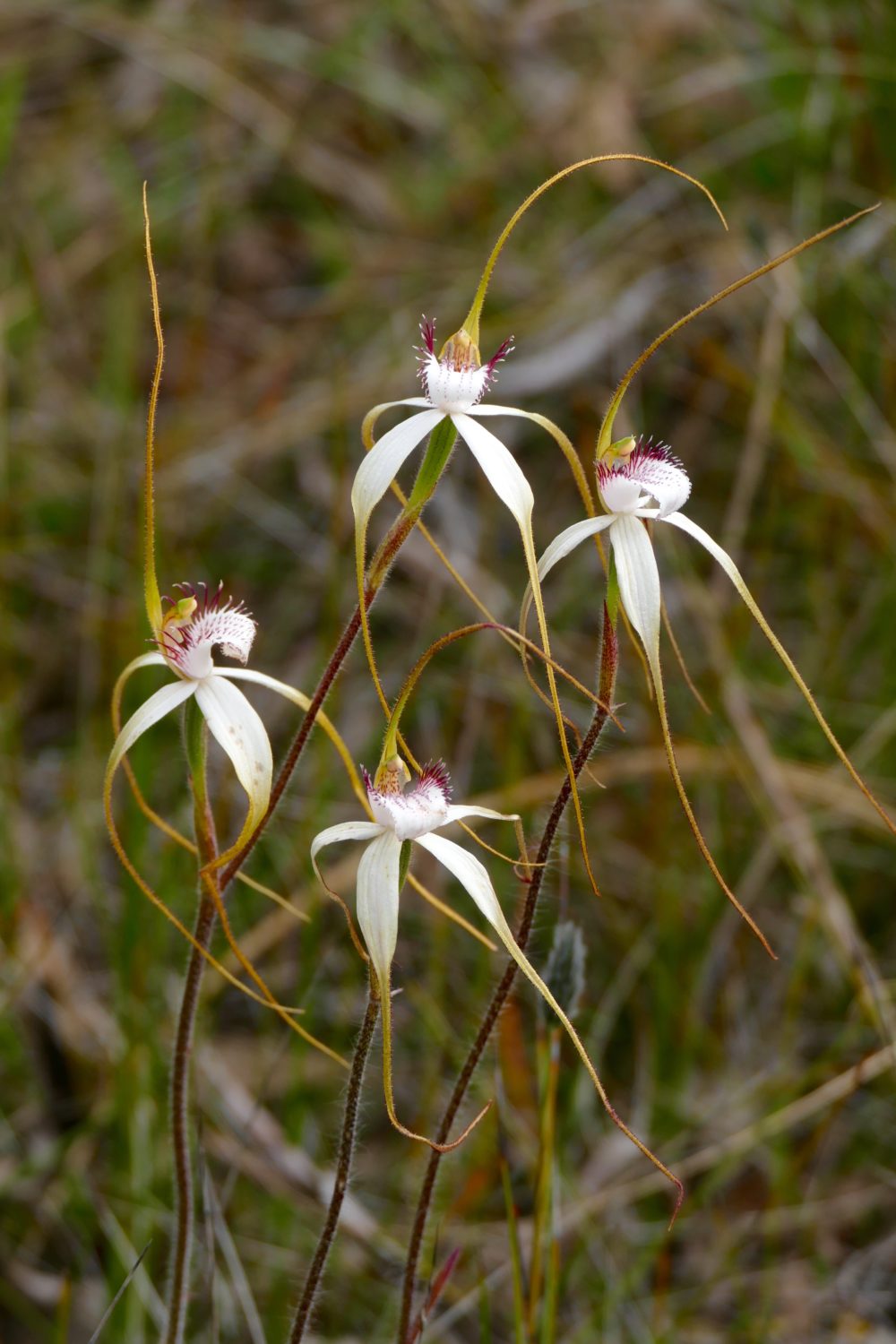 Spider orchids, early Sept 2016. All photos copyright Doug Spencer.