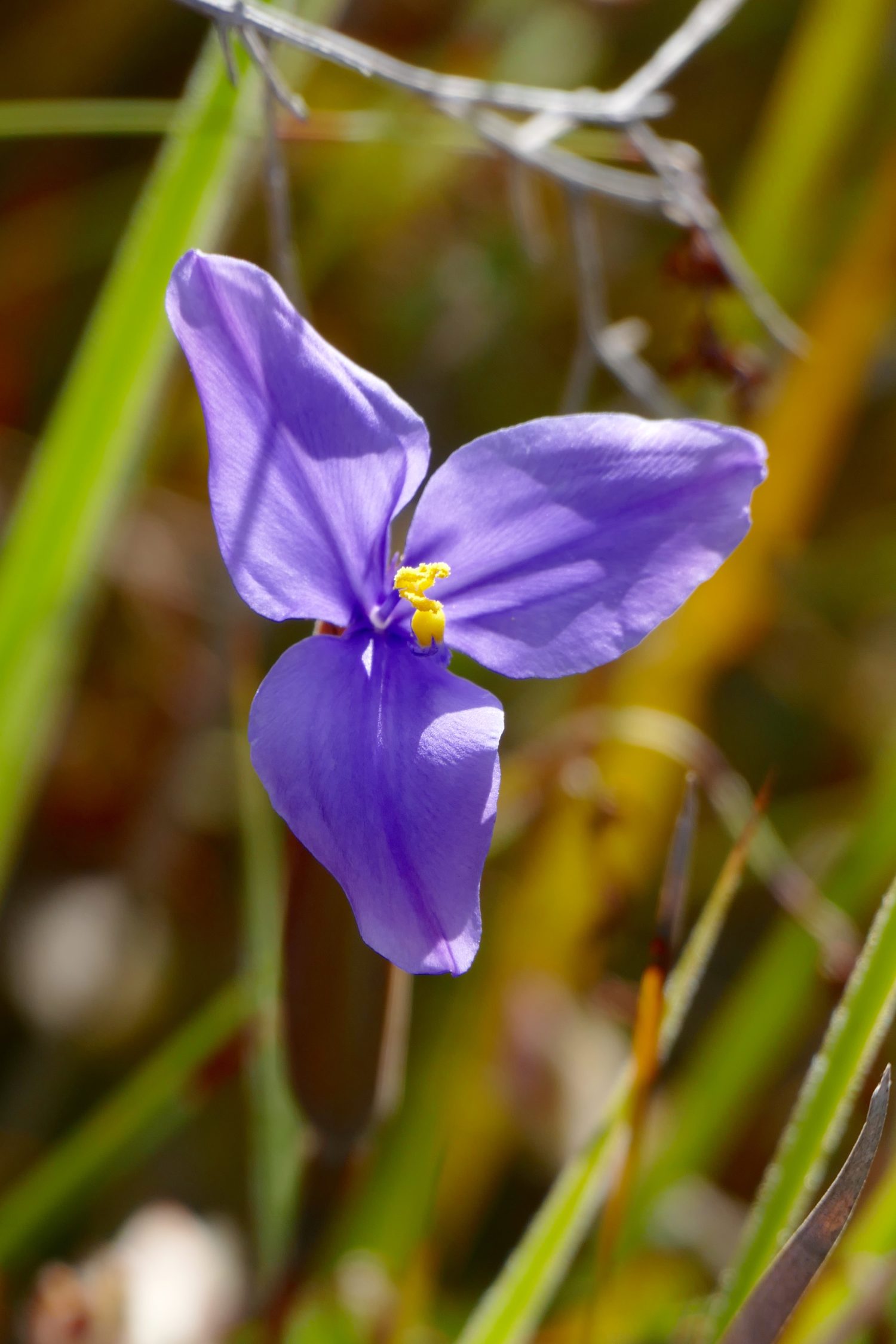 Flag lily. All photos copyright Doug Spencer.